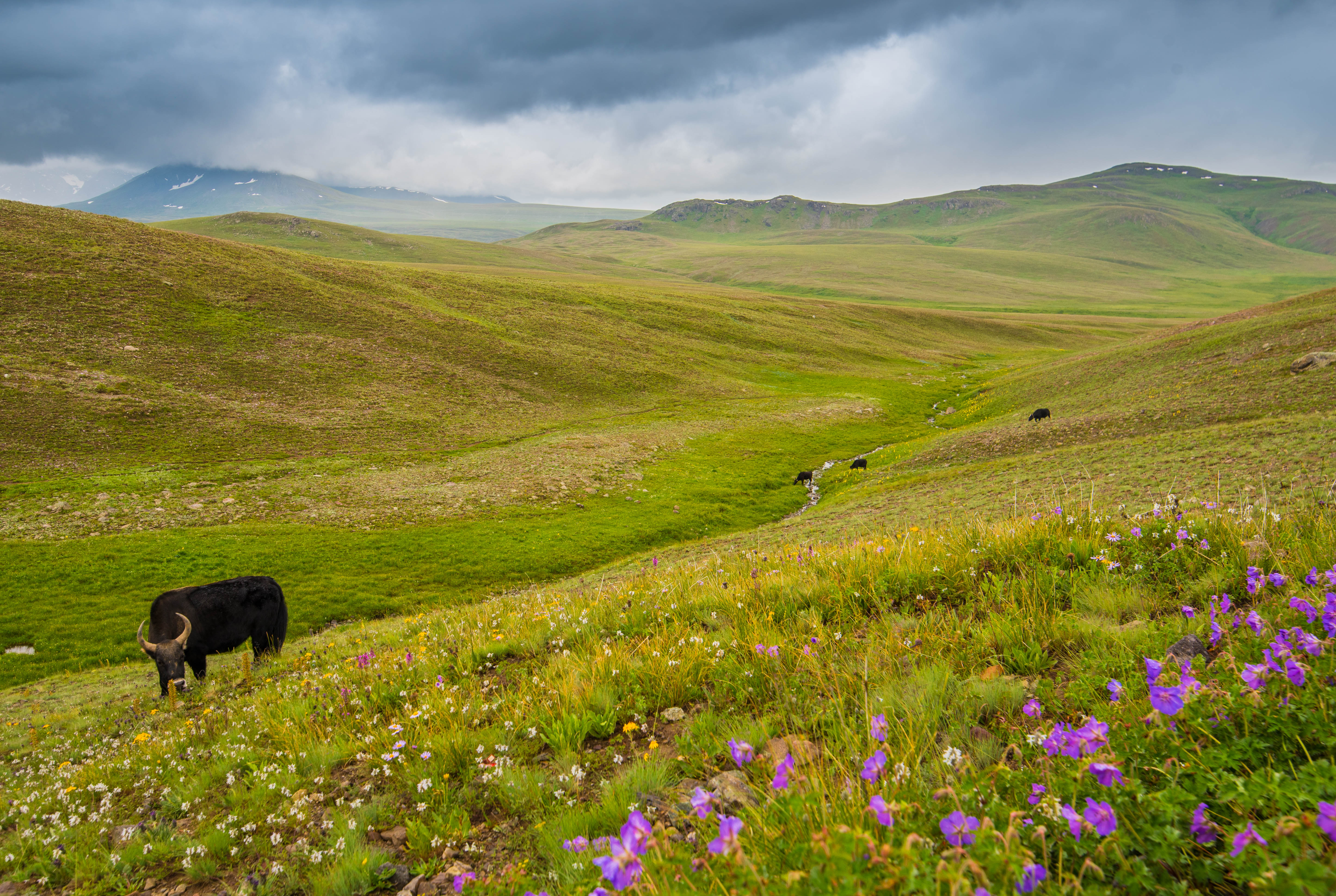 Deosai National Park safari across high plateau and Sheosar Lake Pakistan