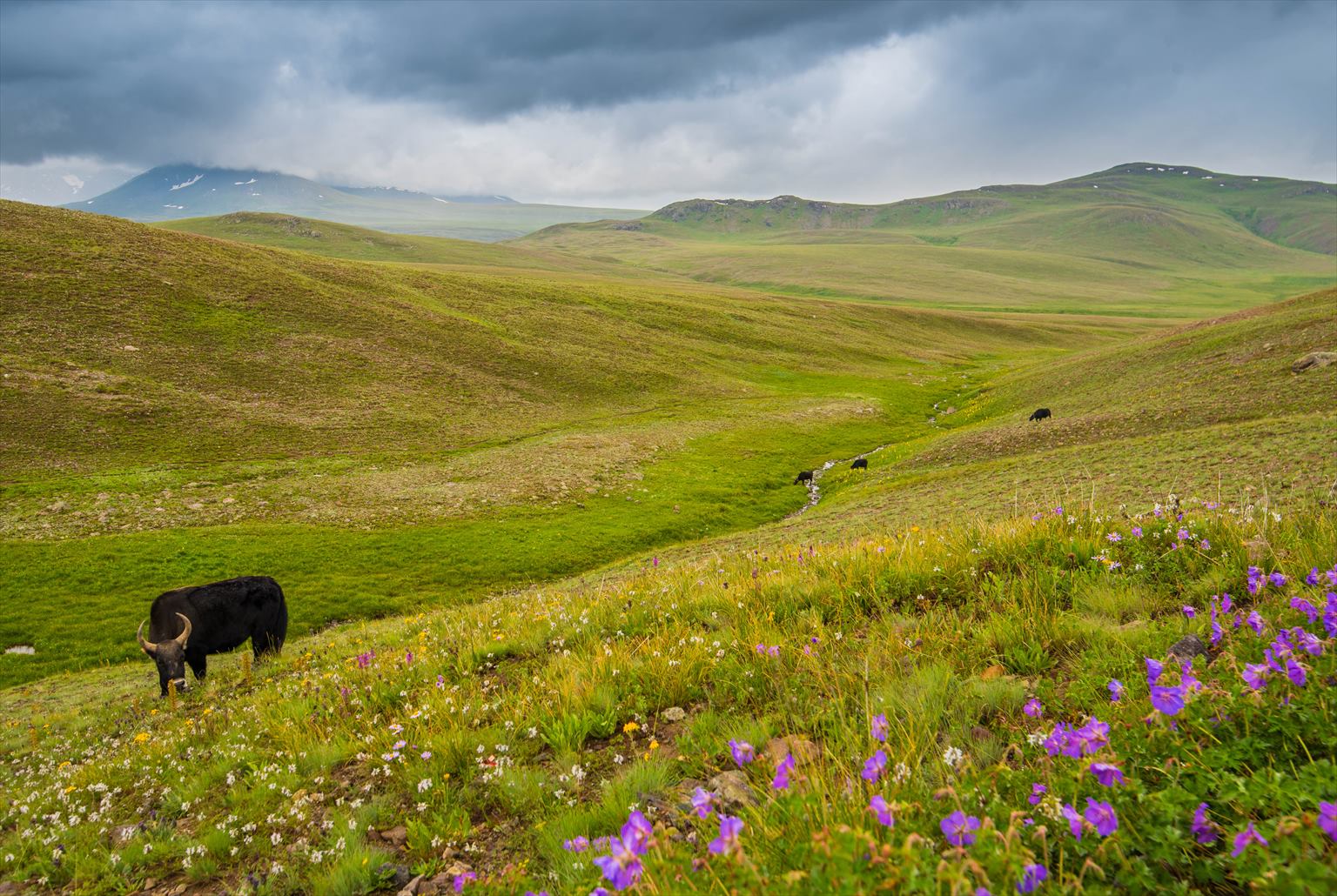 Yaks grazing among wildflowers on the green Deosai Plains beneath storm clouds