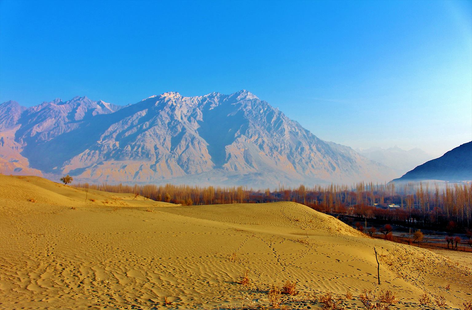 Golden dunes at Katpana Cold Desert below barren mountains and poplar trees
